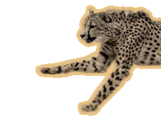 Leopardphoto